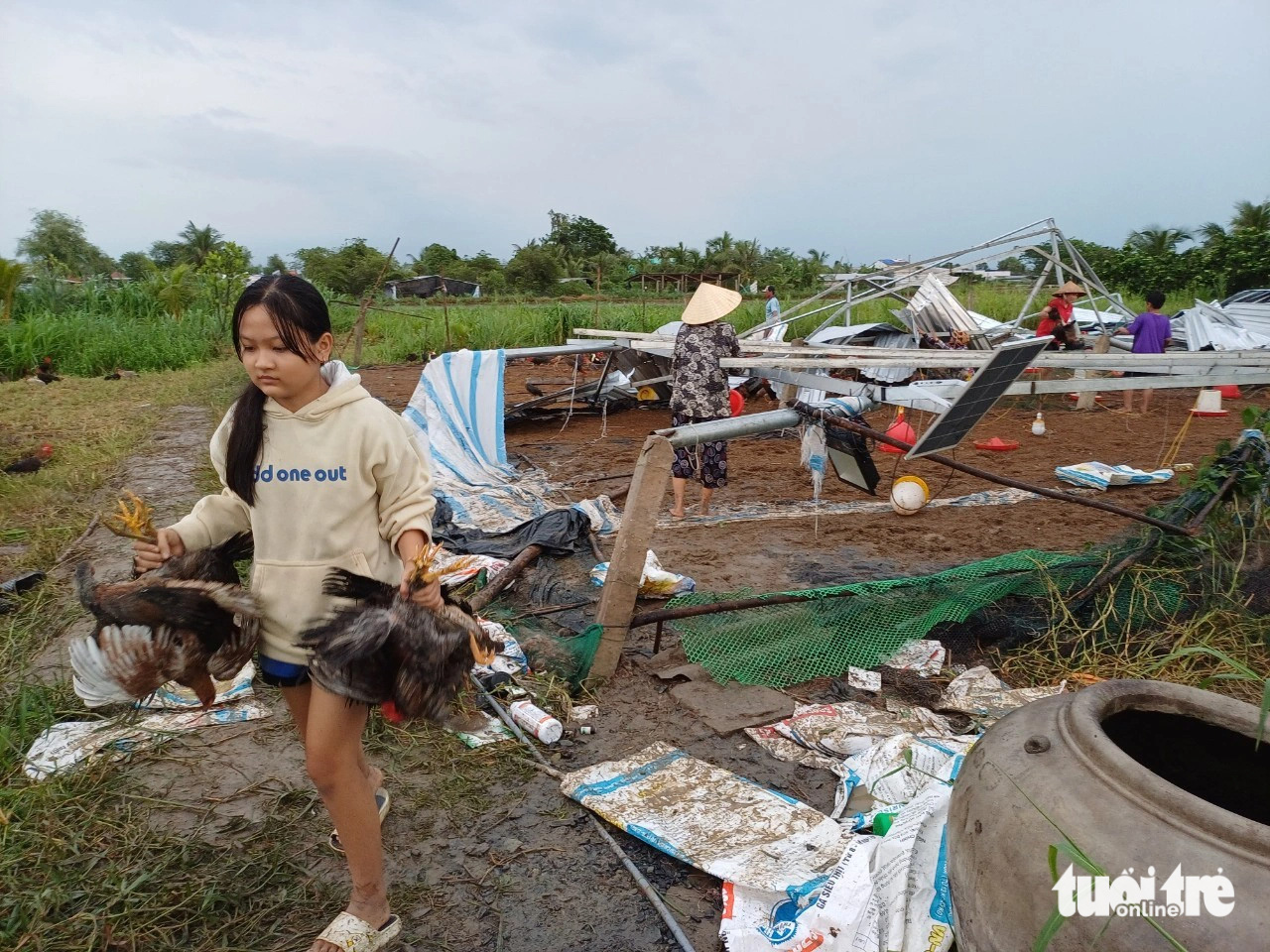 Di dời gà của các trại đến điểm an toàn - Ảnh: H.T.